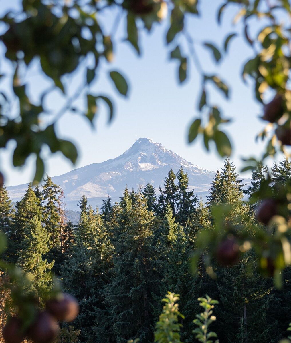 Orchard.jpg